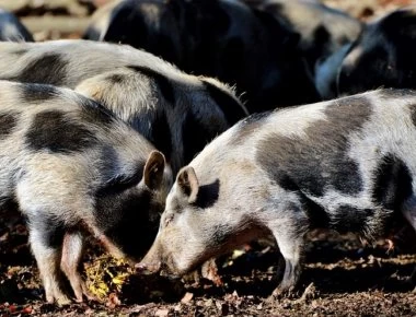 Βουλγαρία: Εντοπίστηκαν κρούσματα πανώλης χοίρων - Σε συναγερμό η χώρα